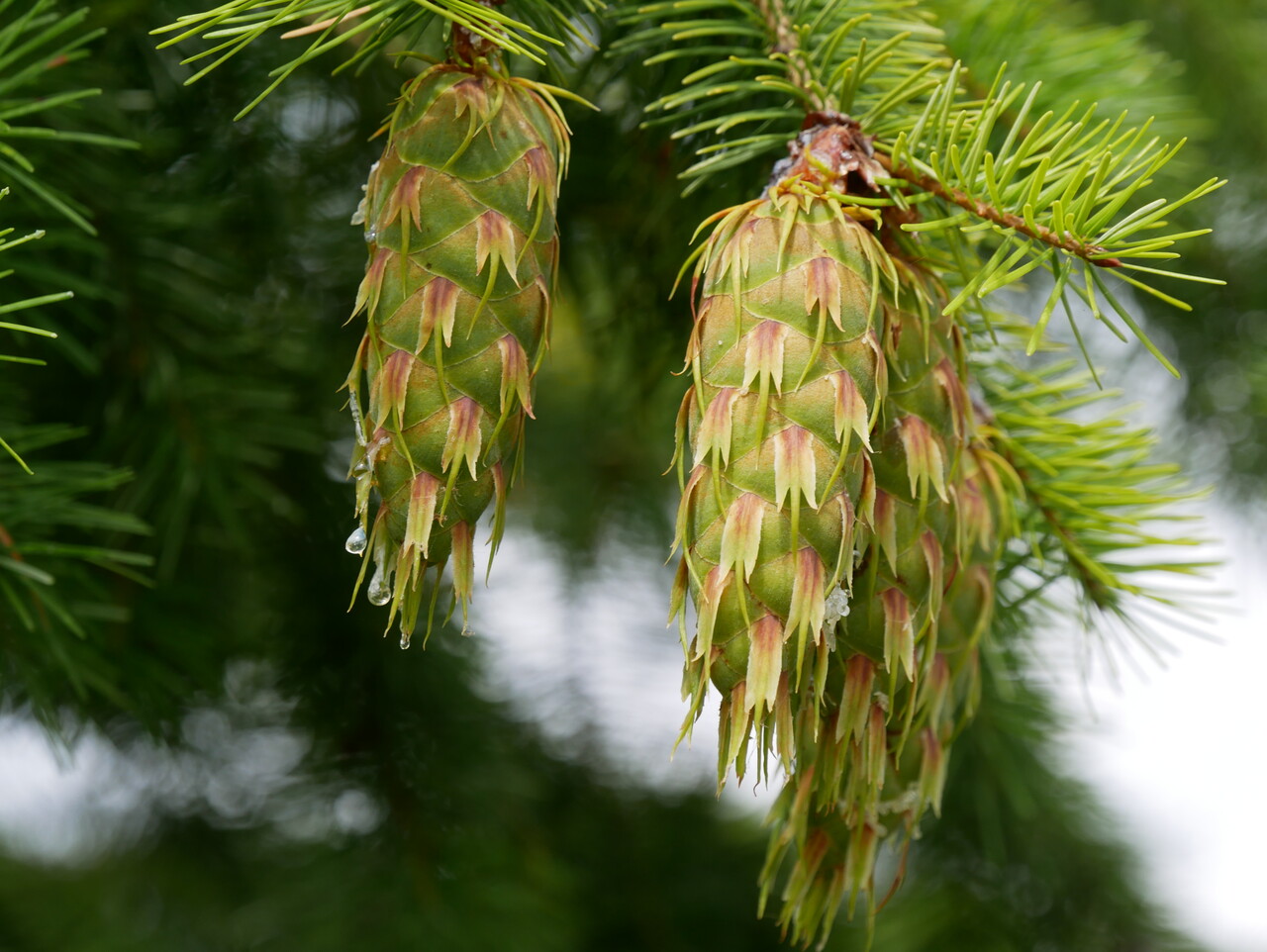 Pseudotsuga menziesii | Douglas fir - Van den Berk Viviros